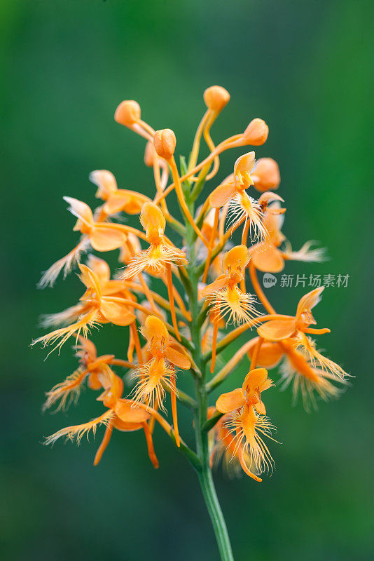 黄穗兰(Platanthera ciliaris)，南勒弗洛尔县，OK